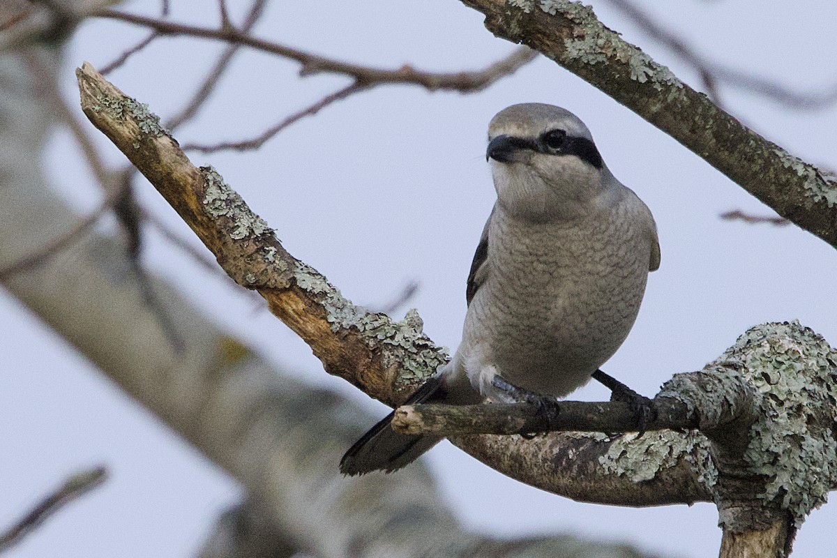 Northern Shrike - ML645236707