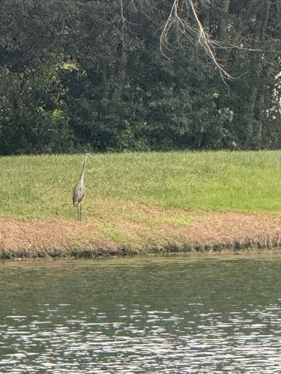 Great Blue Heron - ML645236713