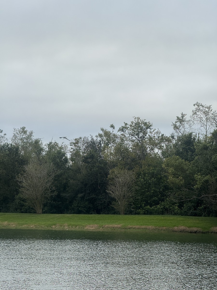 Great Blue Heron - ML645236715