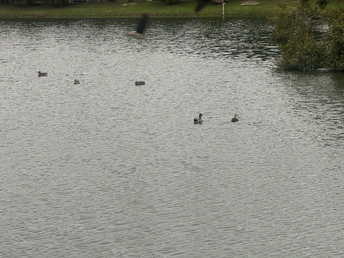 綠頭鴨 - ML645236739