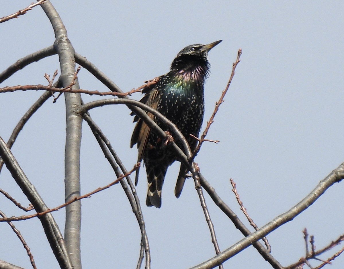 Arabazozo pikarta - ML645236746