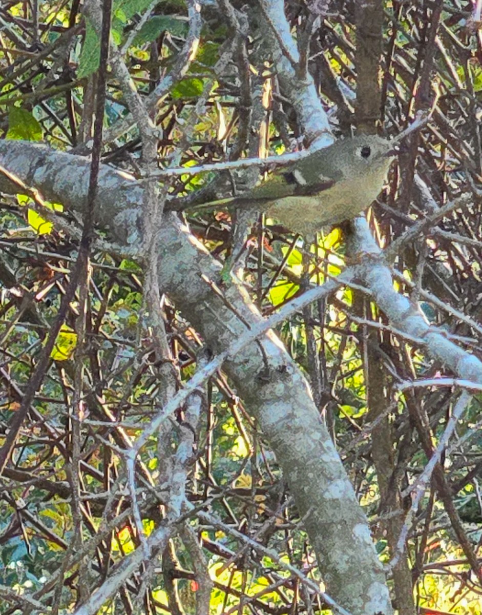 Ruby-crowned Kinglet - ML645236753