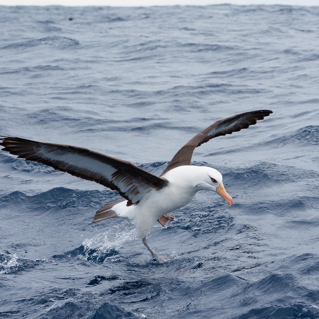 Black-browed Albatross (Campbell) - ML645236755