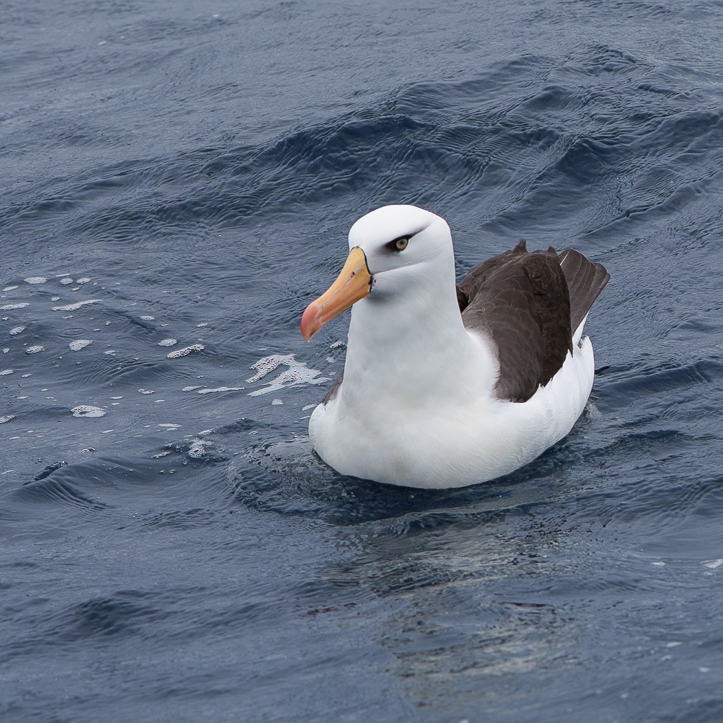 Black-browed Albatross (Campbell) - ML645236756