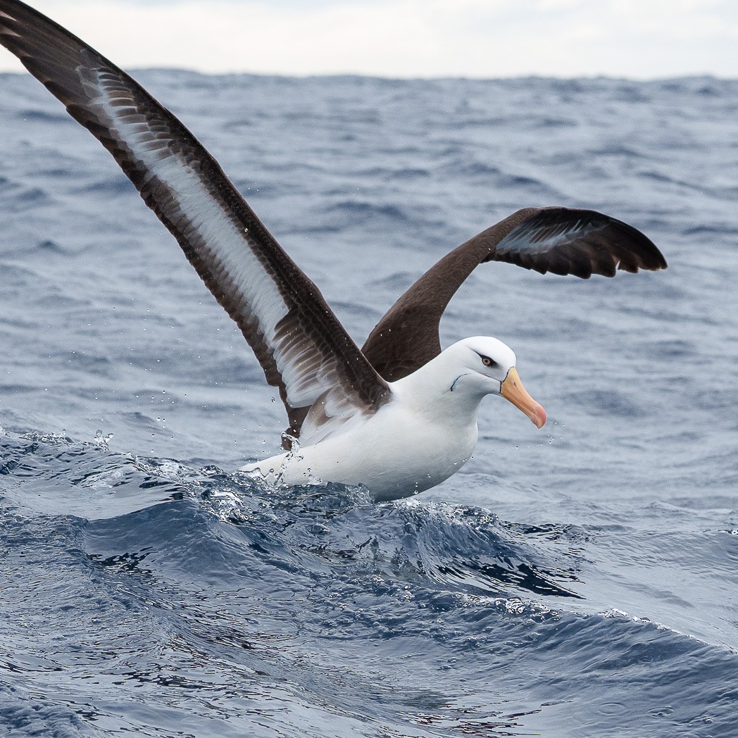 Black-browed Albatross (Campbell) - ML645236757