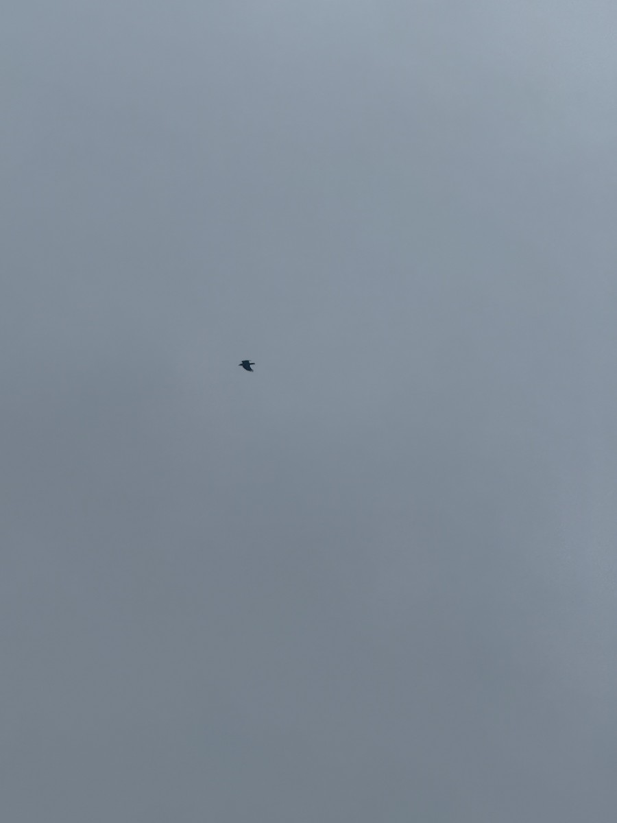 Balıkçı Karga - ML645236759