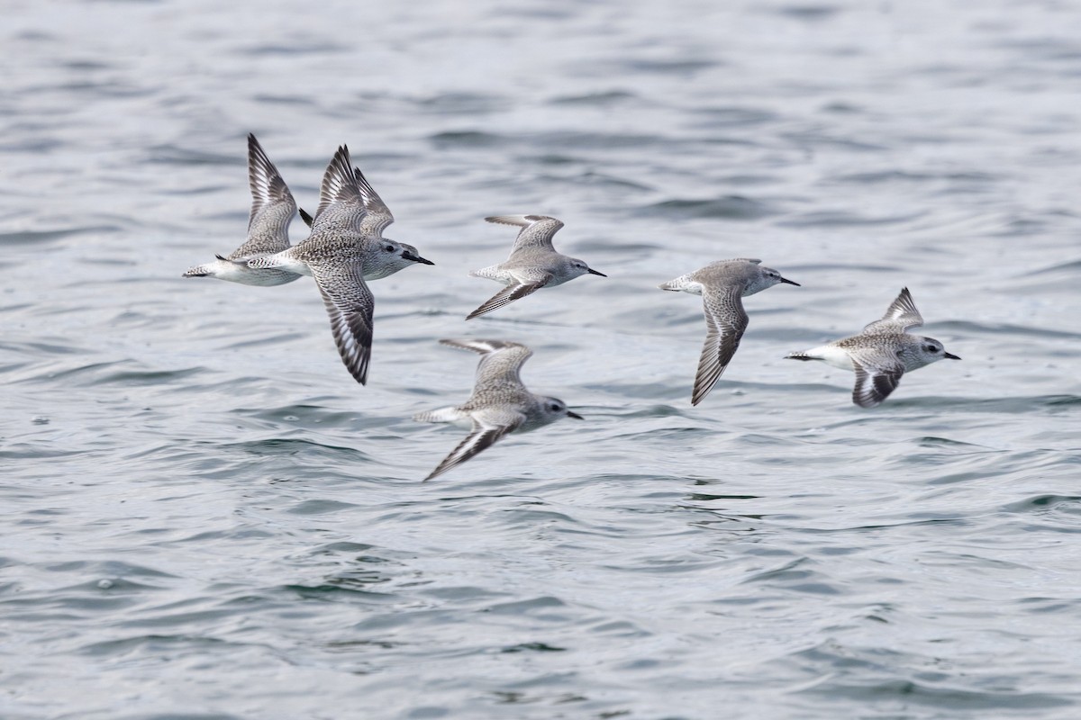 Bécasseau maubèche - ML645236760