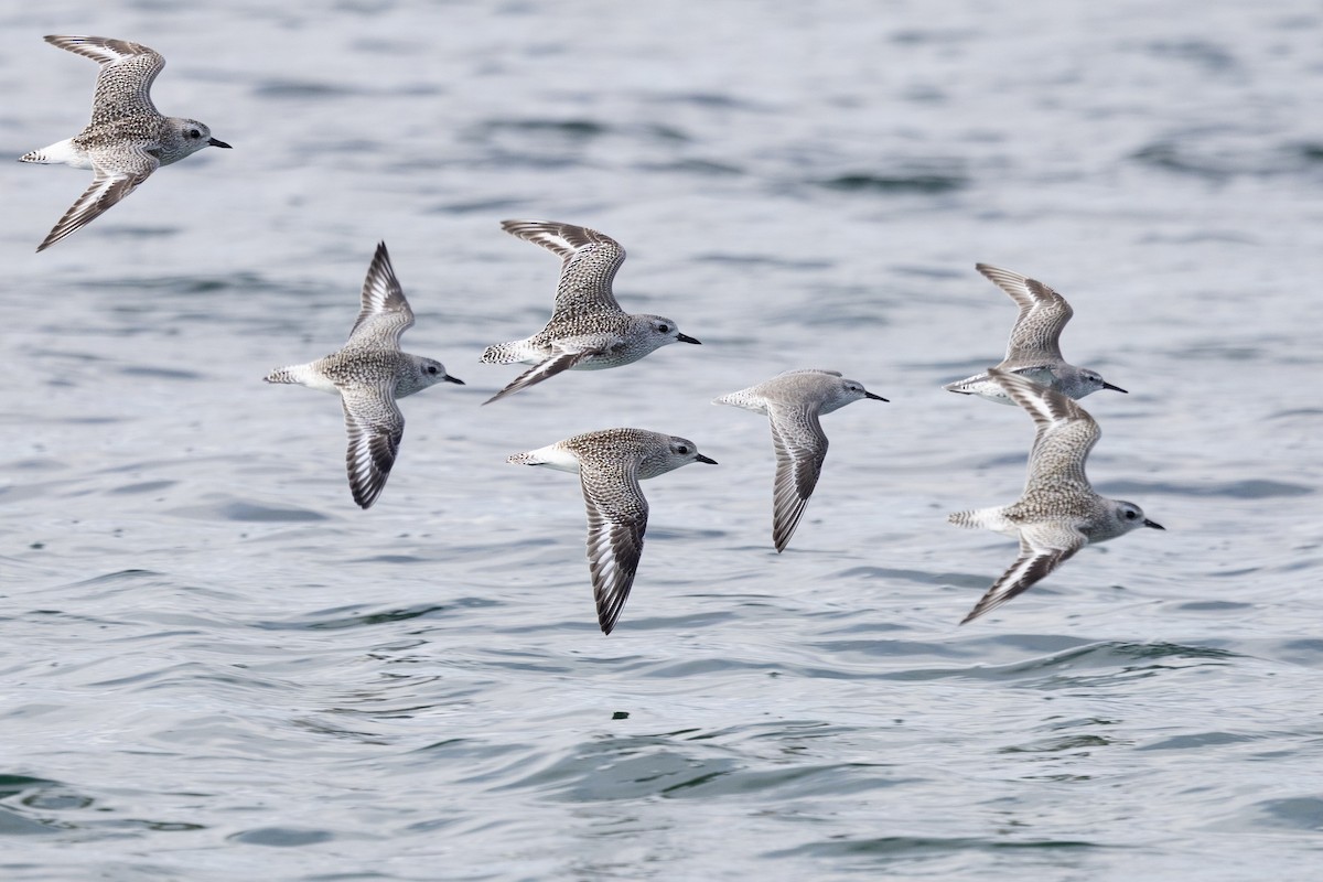 Bécasseau maubèche - ML645236761