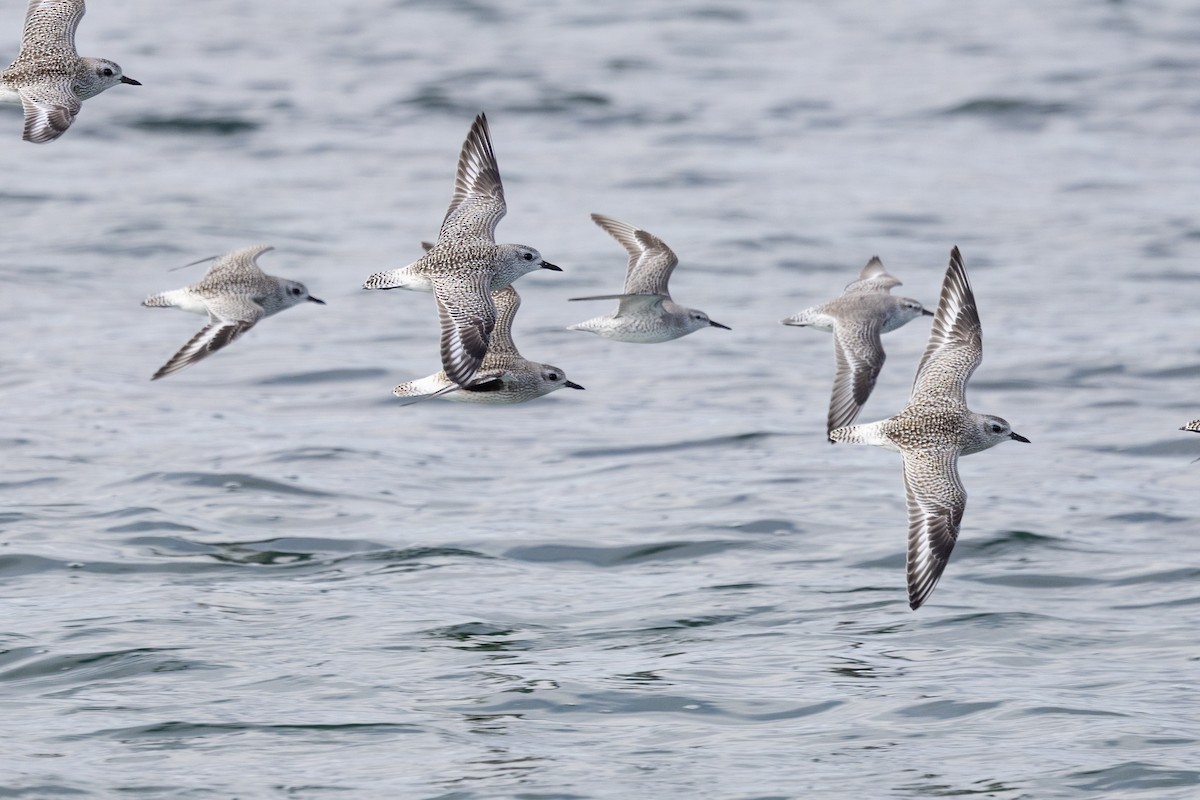 Red Knot - ML645236762