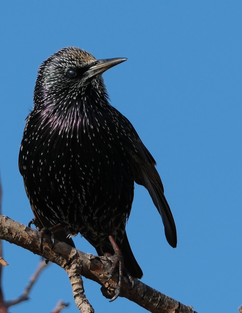 Arabazozo pikarta - ML645236765