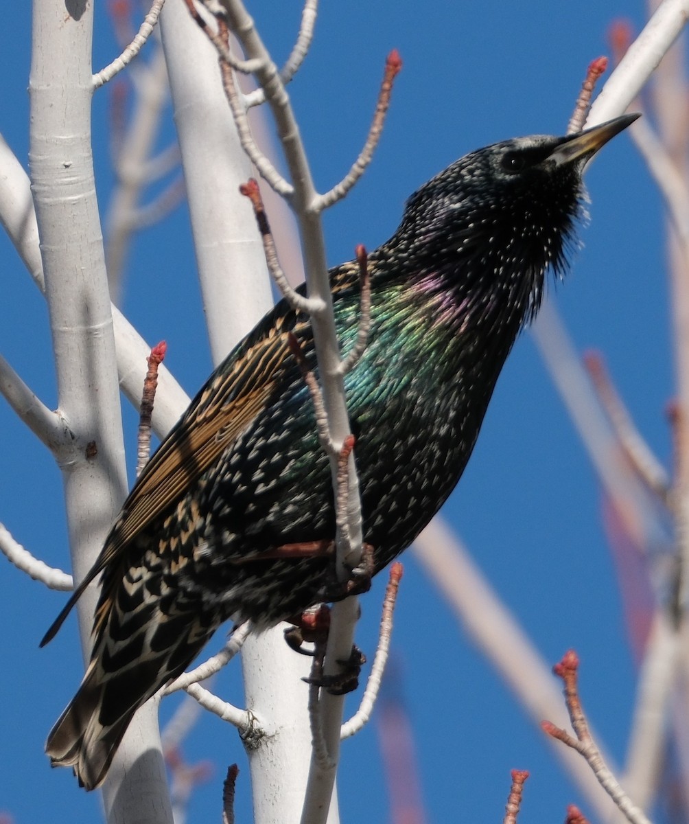 Arabazozo pikarta - ML645236766