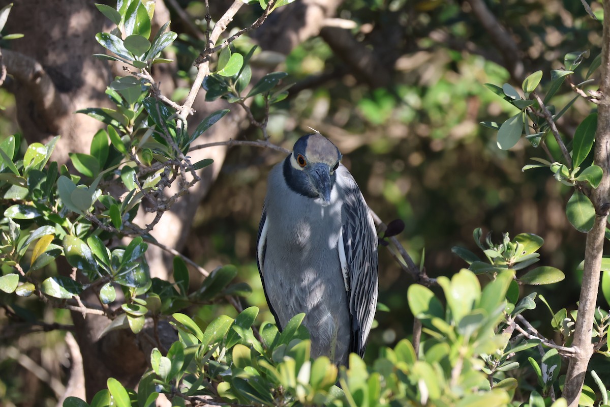 Квак чорногорлий - ML645236772