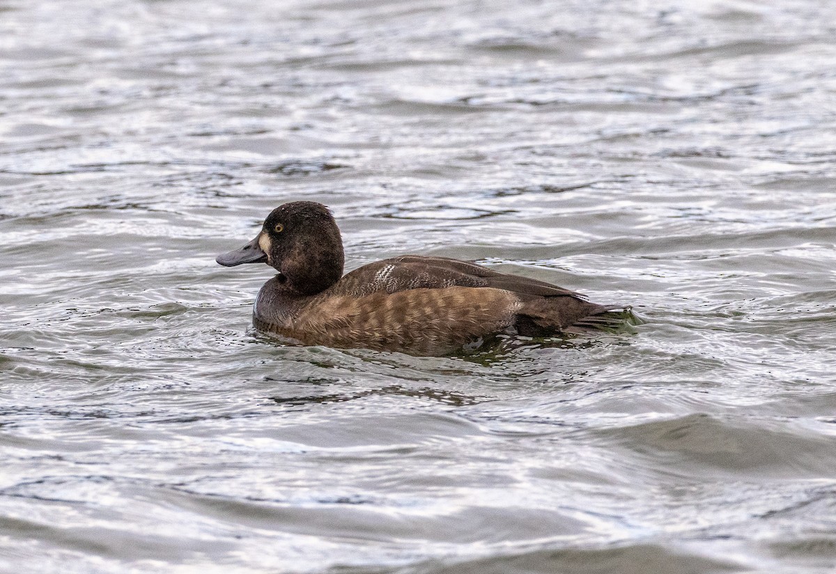Greater Scaup - ML645236781