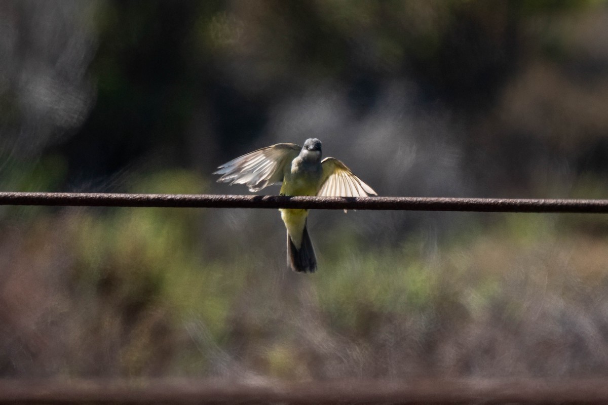 Cassin's Kingbird - ML645236784
