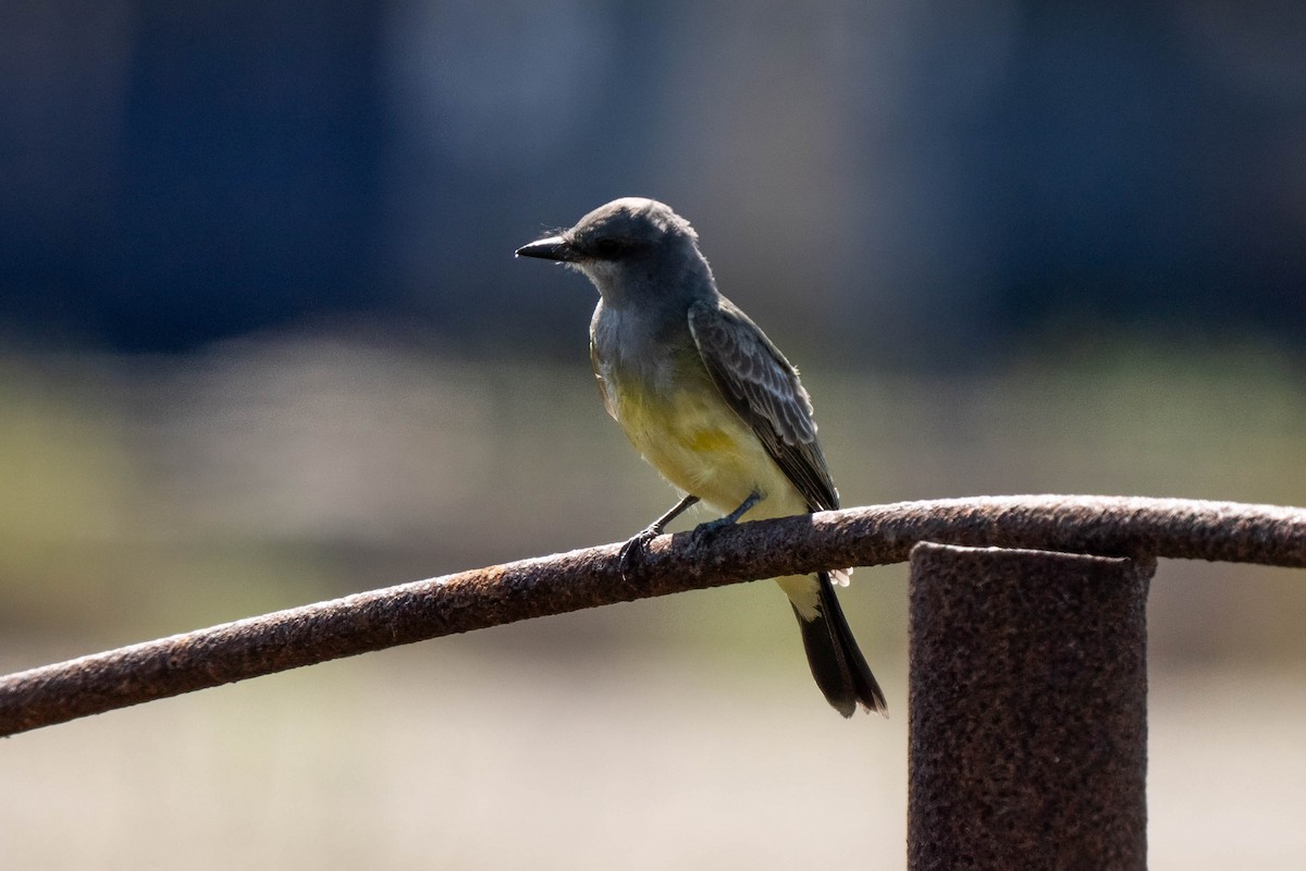 Cassin's Kingbird - ML645236785