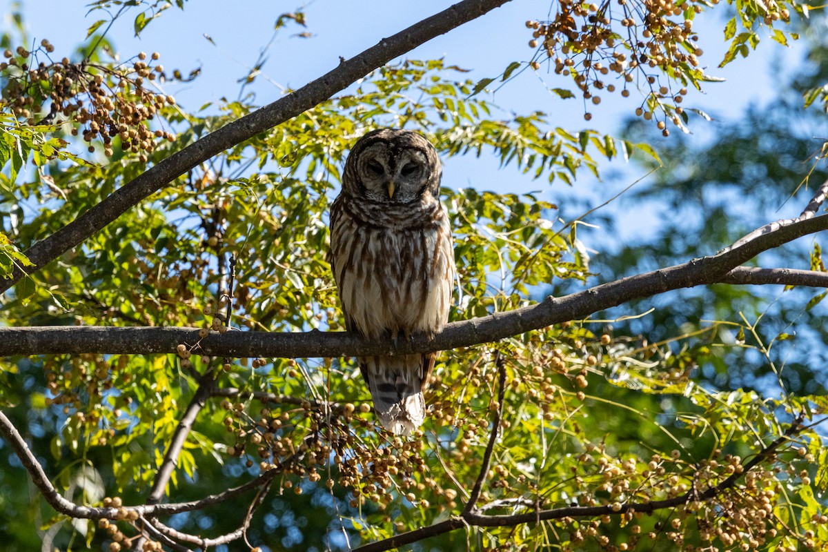 Barred Owl - ML645236786