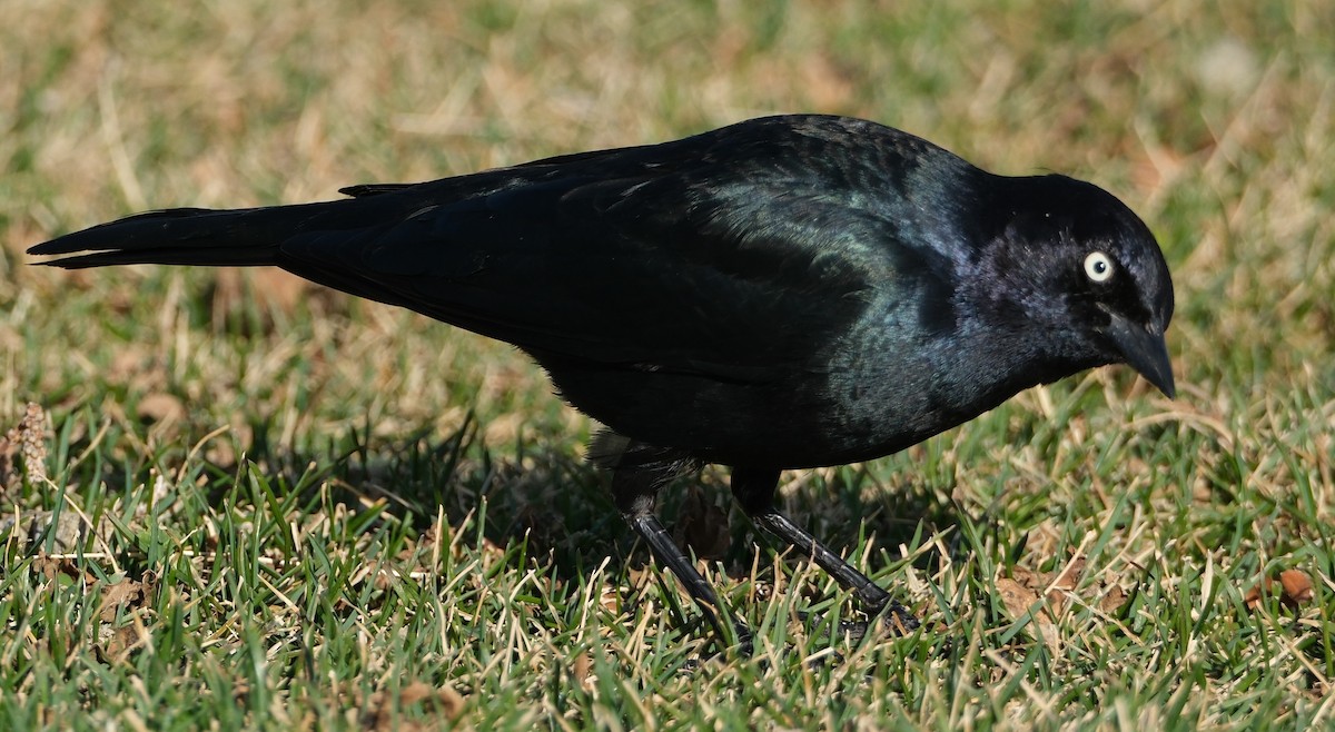 Brewer's Blackbird - ML645236787