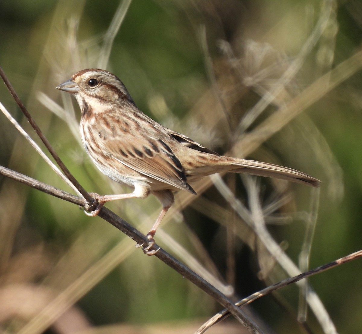 Song Sparrow - ML645236789