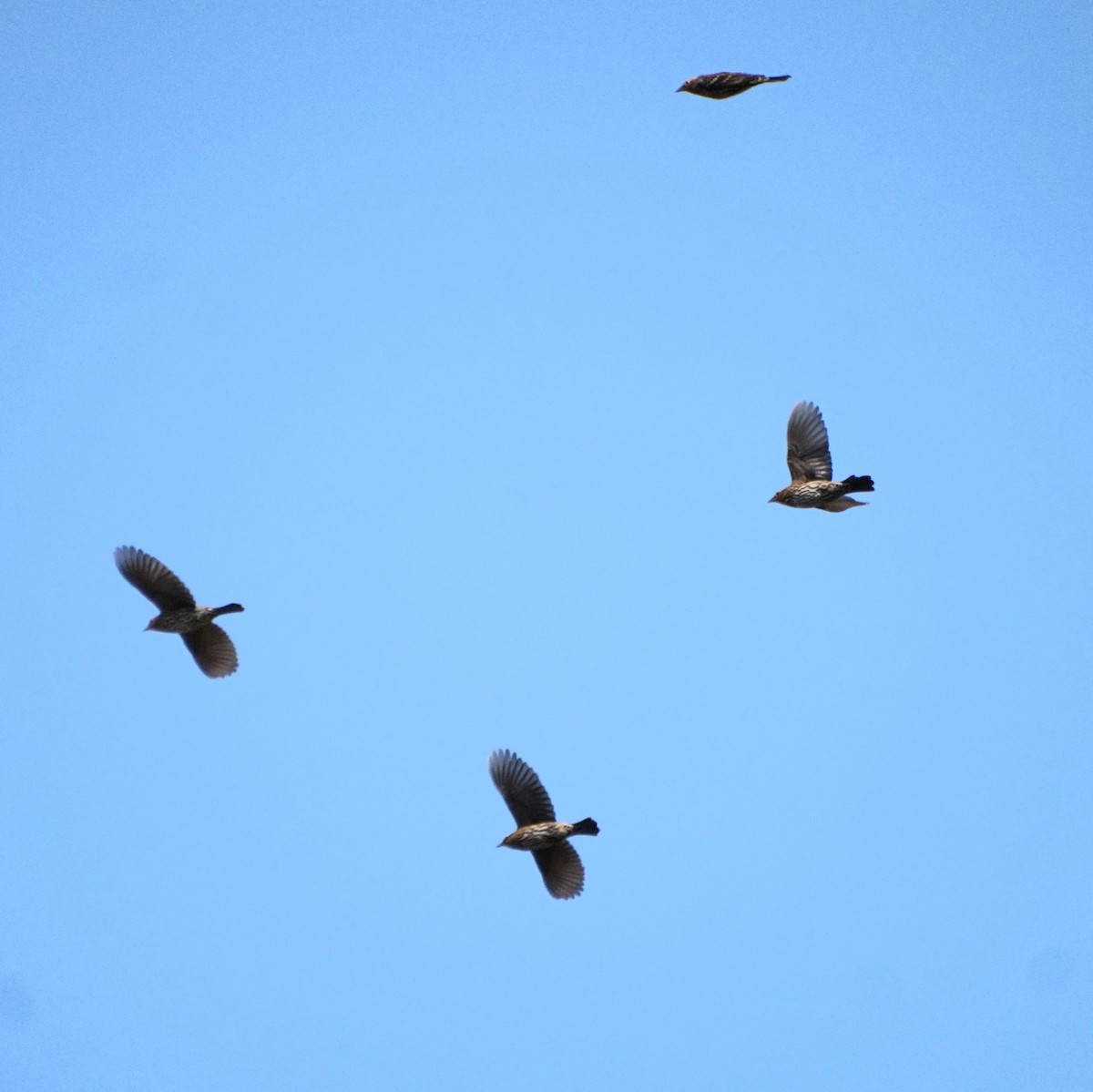 Red-winged Blackbird - ML645236792