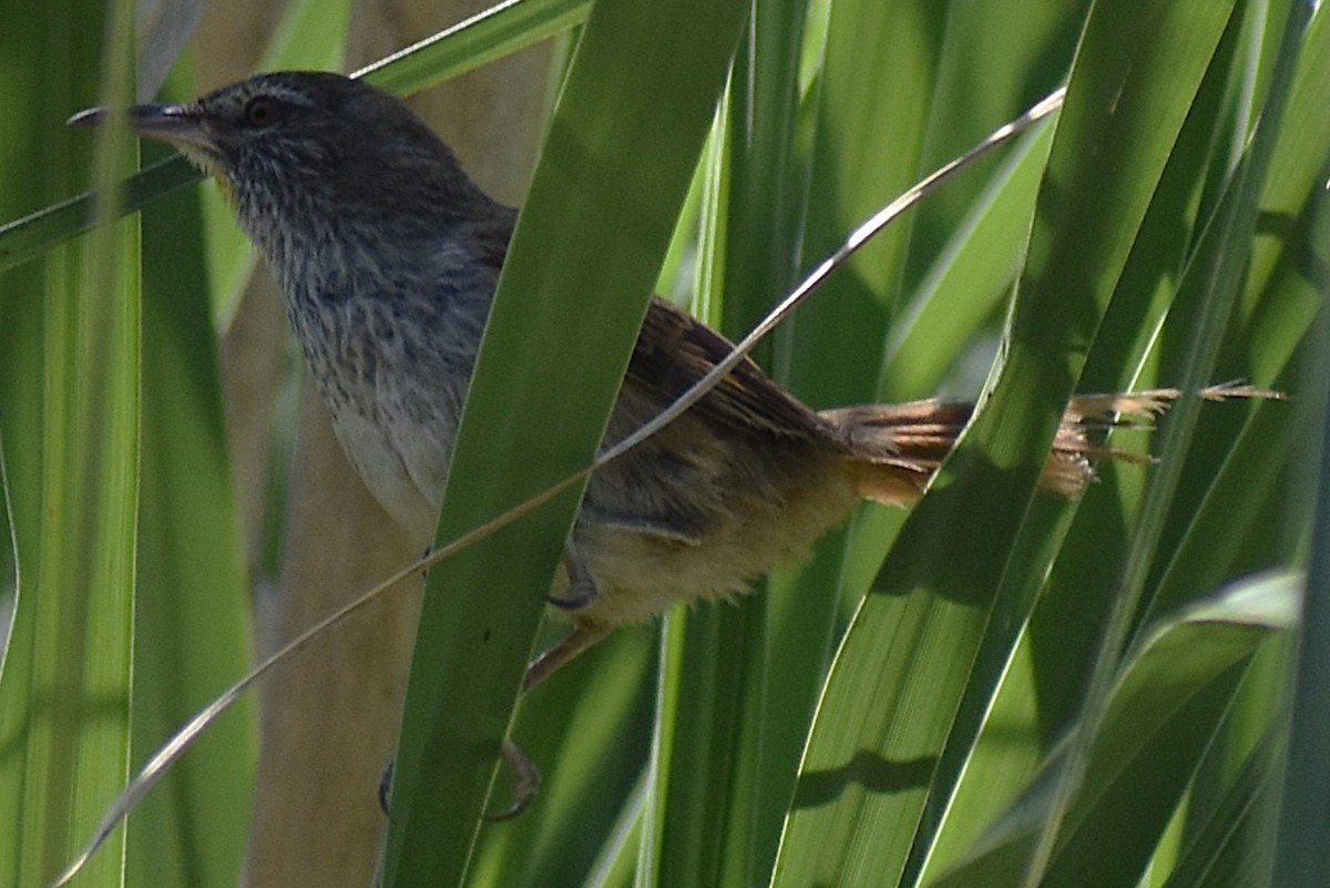 Sulphur-bearded Reedhaunter - ML645236793