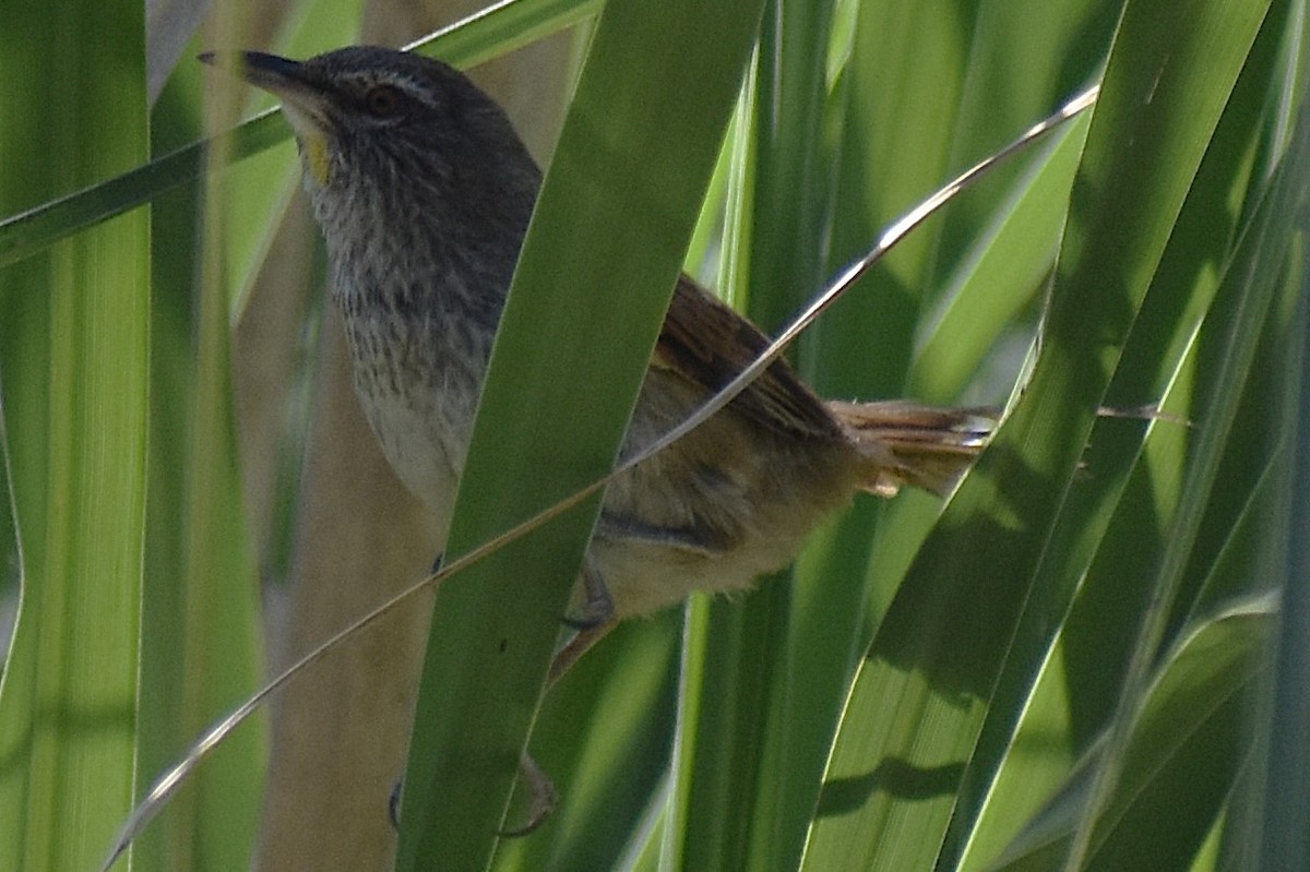 Sulphur-bearded Reedhaunter - ML645236794