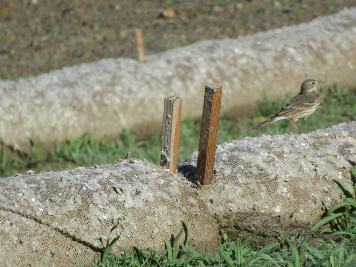 American Pipit - ML645236796