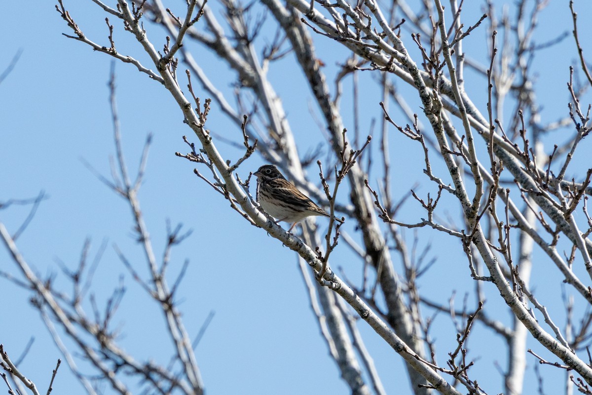 Vesper Sparrow - ML645236797