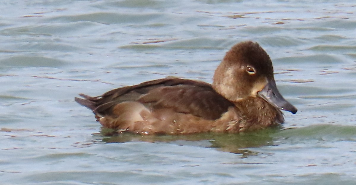 Ring-necked Duck - ML645236798