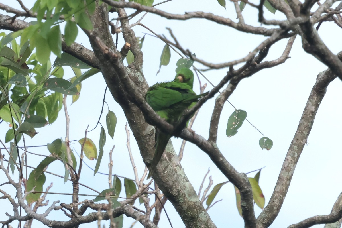 Pacific Parakeet - ML645236799