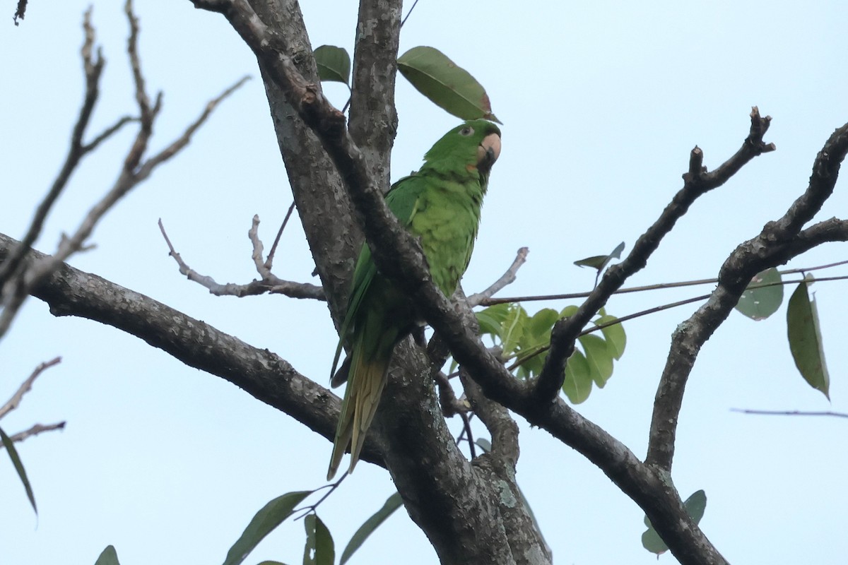 Pacific Parakeet - ML645236800