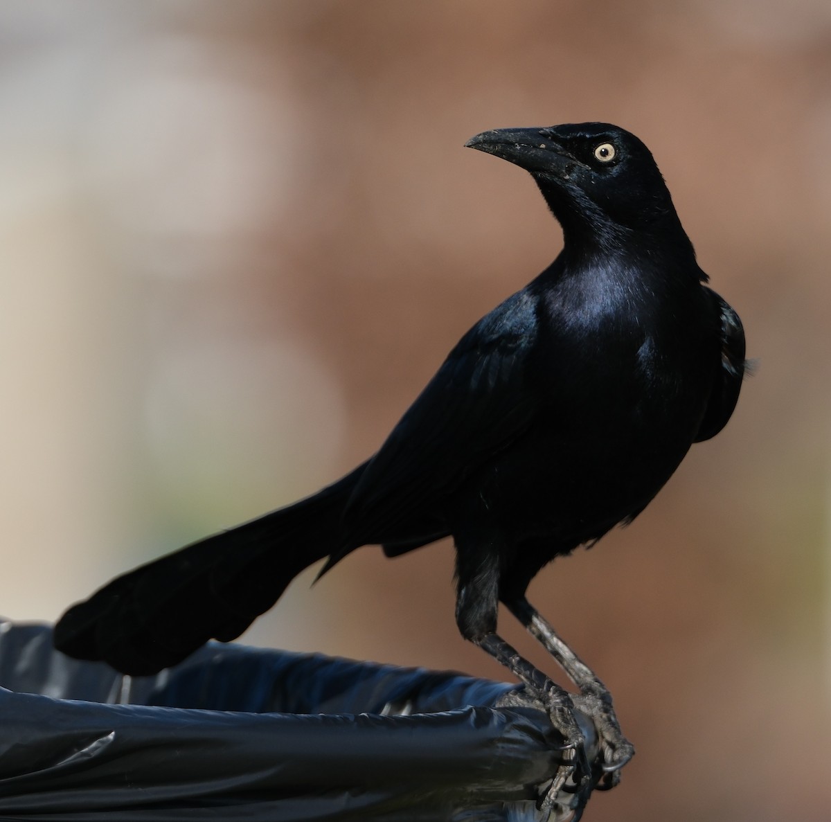 Great-tailed Grackle - ML645236805