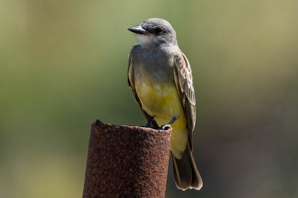 Cassin's Kingbird - ML645236810