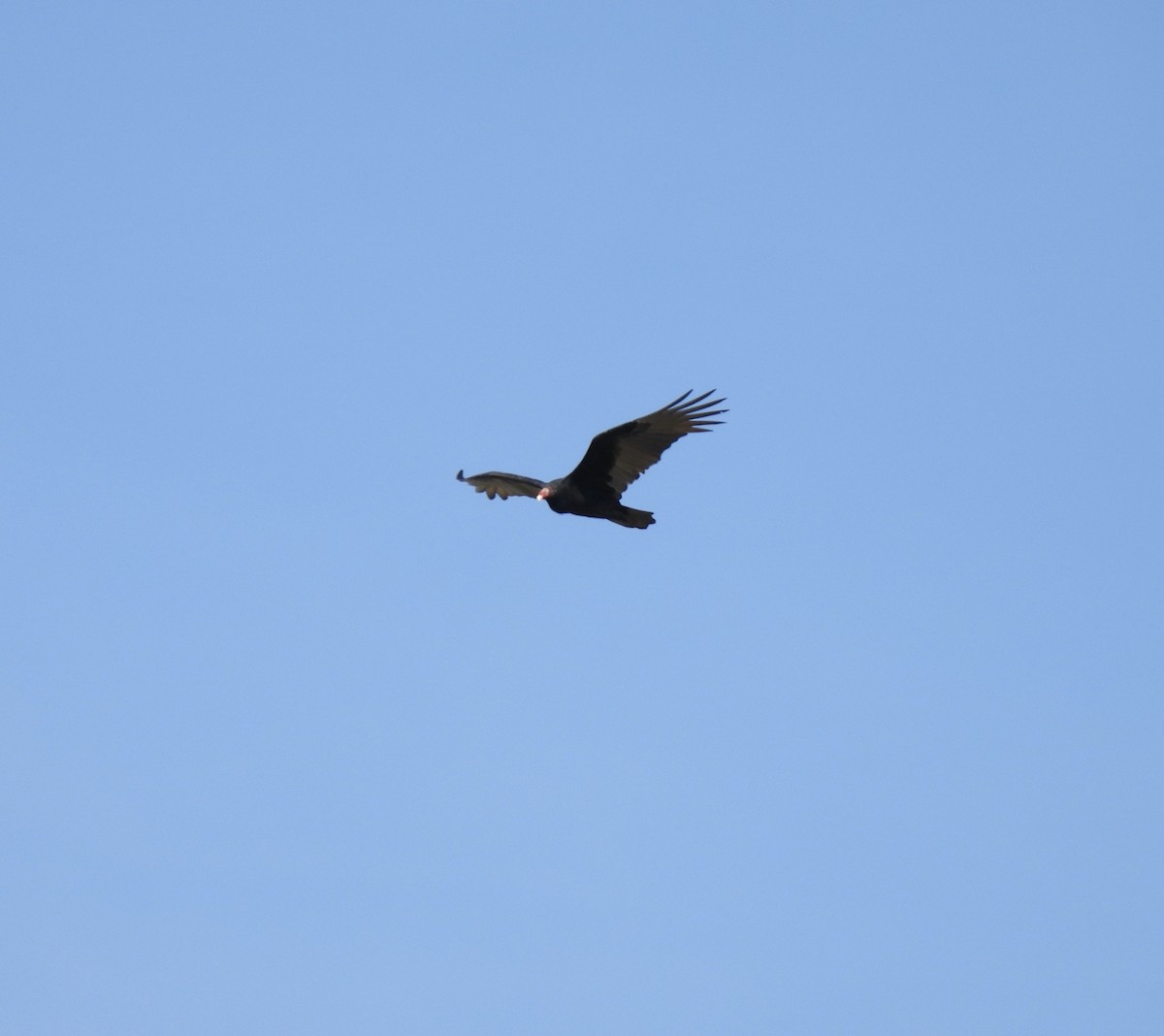 Turkey Vulture - ML645236811