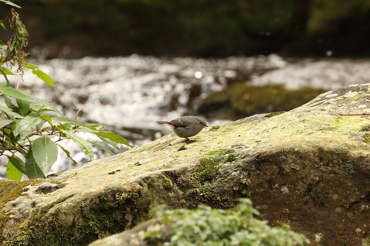 Plumbeous Redstart - ML645236812