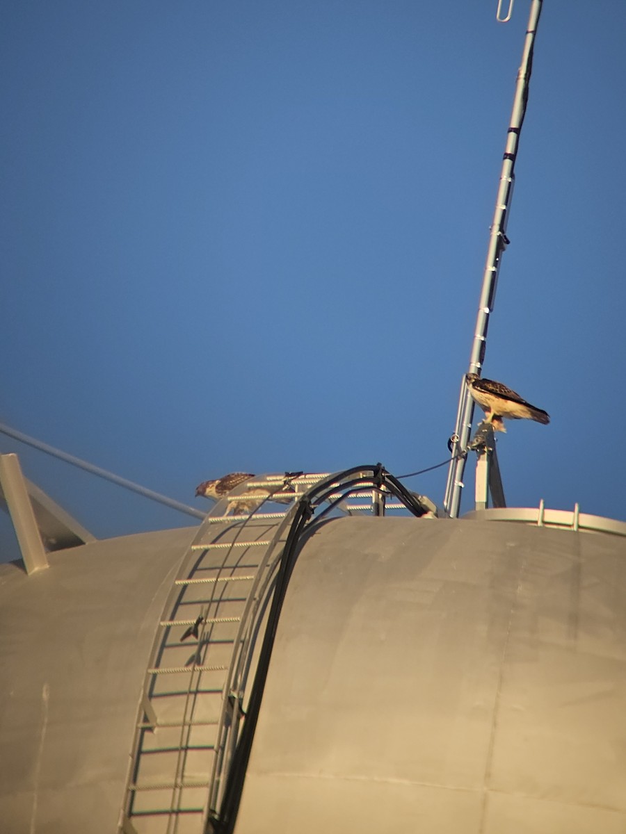 Red-tailed Hawk - ML645236813