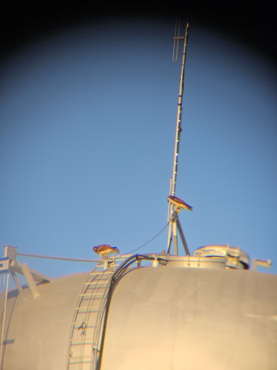 Red-tailed Hawk - ML645236814