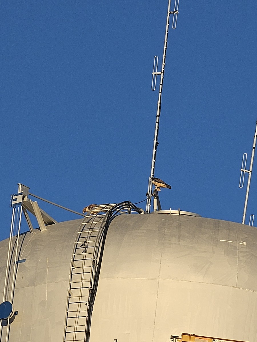 Red-tailed Hawk - ML645236815