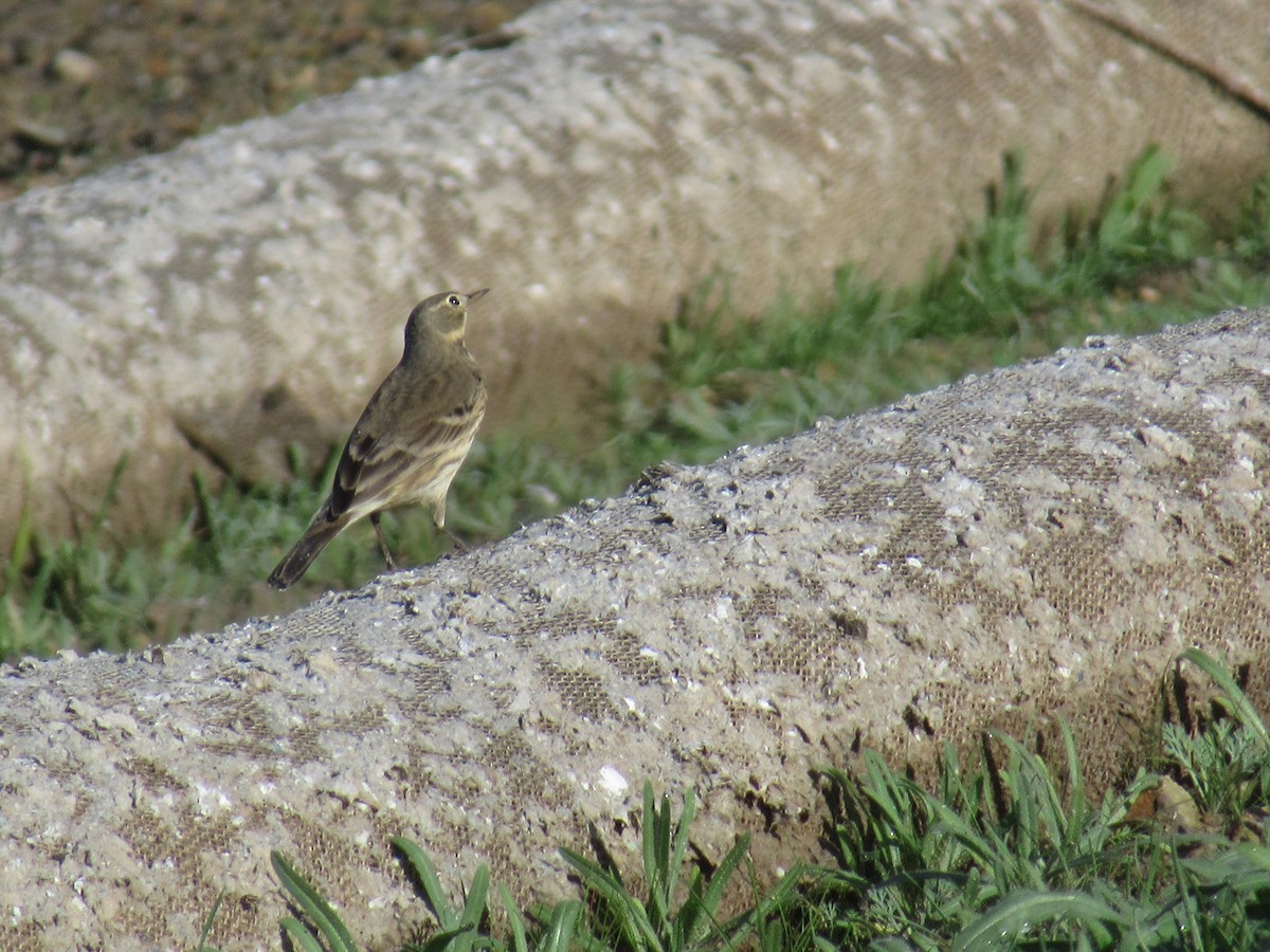American Pipit - ML645236816