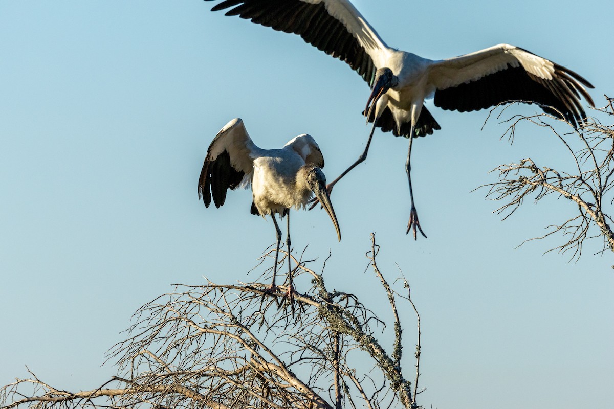 Wood Stork - ML645236817