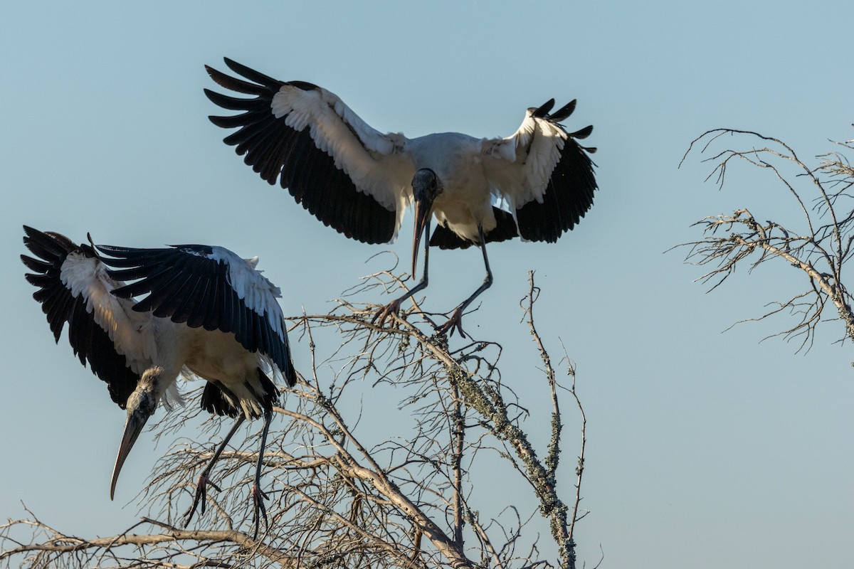 Wood Stork - ML645236818