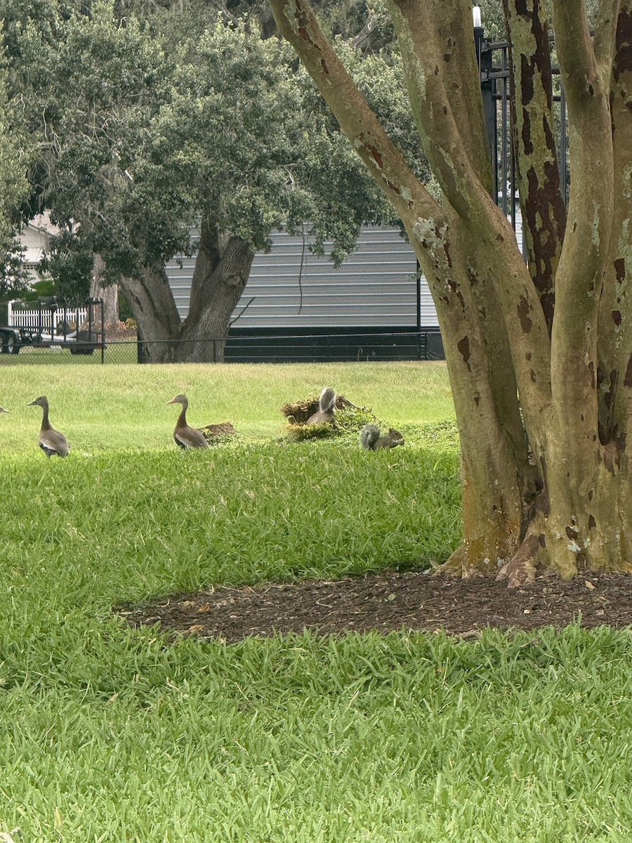 Black-bellied Whistling-Duck - ML645236819