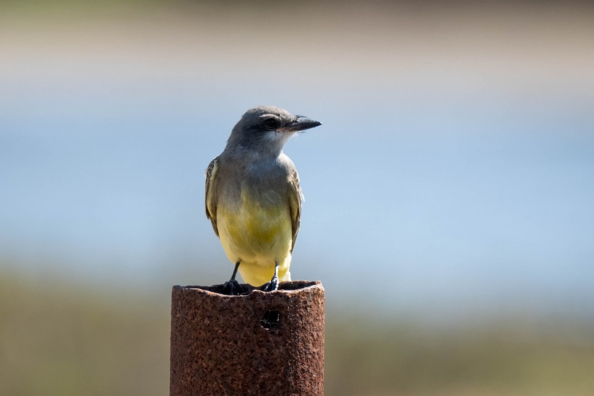 Cassin's Kingbird - ML645236820