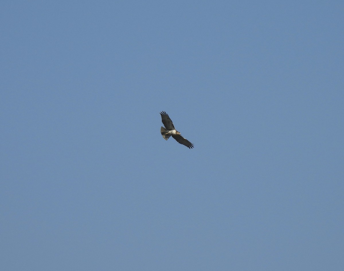 Red-tailed Hawk - ML645236833