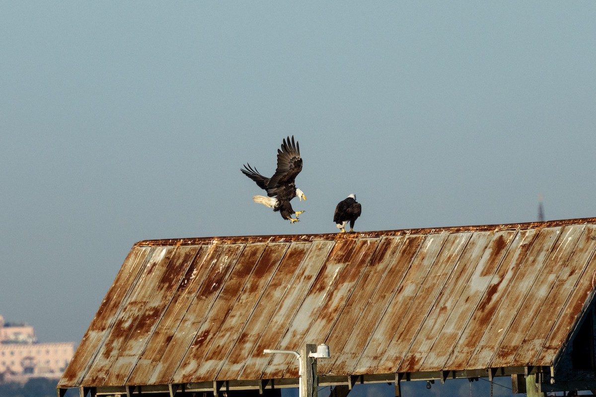 ハクトウワシ - ML645236836