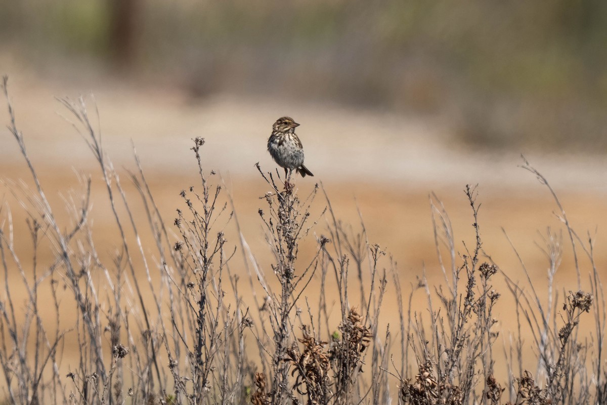Пасовник савановий [група guttatus] - ML645236851