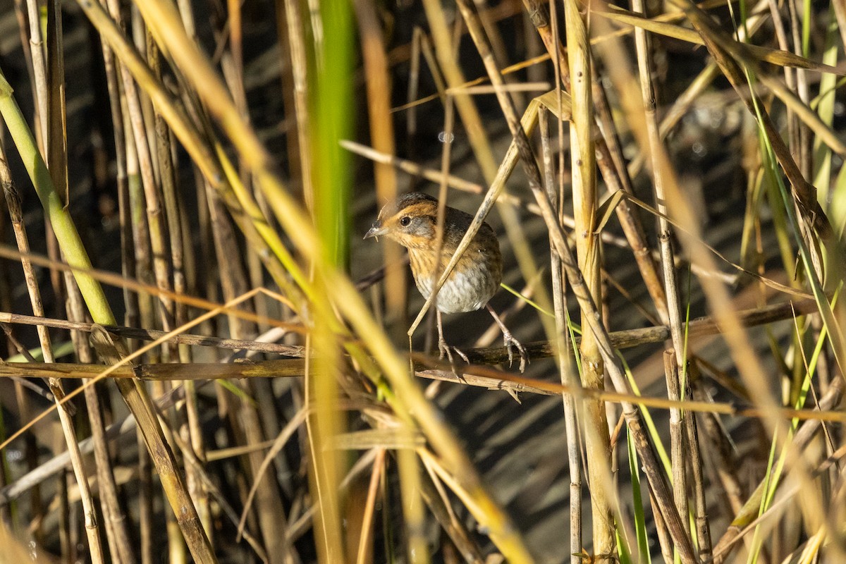 Nelson's Sparrow - ML645236852