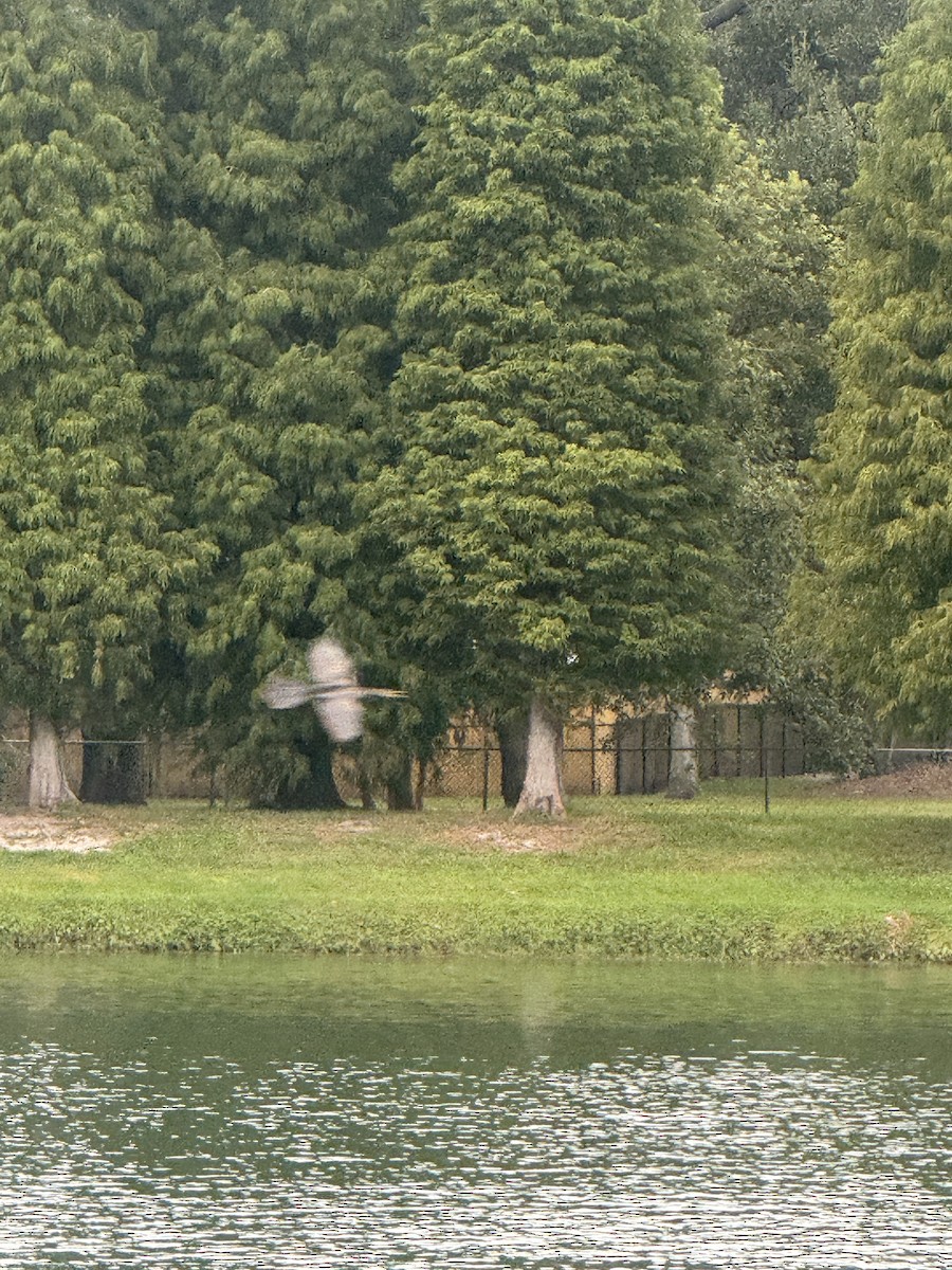 Anhinga - ML645236853