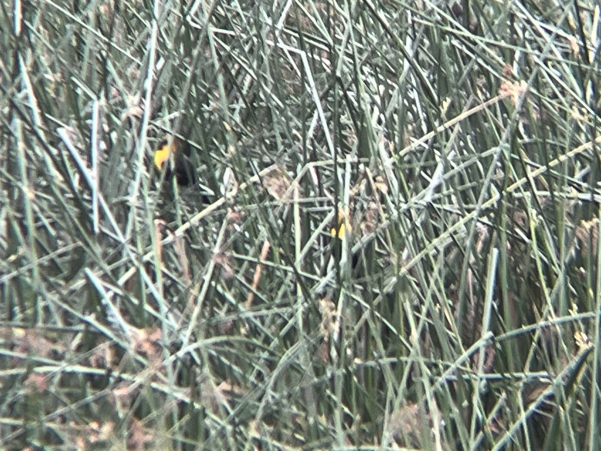 Yellow-headed Blackbird - ML645236859