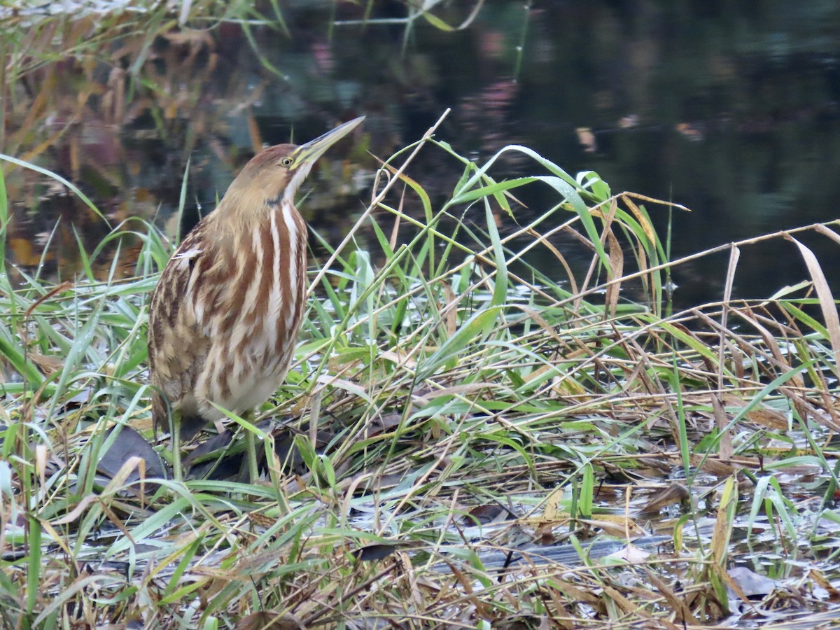 American Bittern - ML645236865