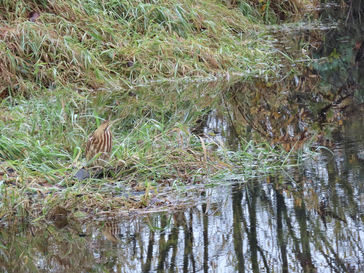 American Bittern - ML645236866